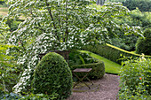 Flowering dogwood (Cornus) in garden with wooden bench and walkway