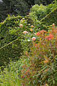 Blühende Rosen (Rosa) vor grüner Heckenwand im Garten