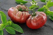 Black Russian tomatoes