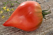 A Téton de Vénus tomato