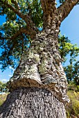 A cork oak in the Algarve region of Portugal