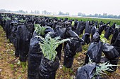 Cardoon (artichoke thistles) being blanched under plastic foil in a field