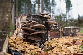 Oyster mushrooms growing on a tree trunk