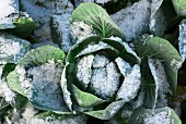 Savoy cabbage in the snow