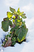 Perennial cabbage in the snow