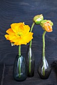 Gelbe Mohnblume und Knospen in verschiedenen dunklen Glasvasen