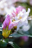 Water droplets on rhododendron bud