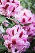 Pink rhododendron flowers