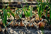 Onions in a field