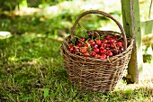 Freshly picked cherries in a basket on a lawn