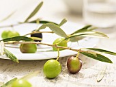A branch with fresh olives on a plate