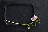 Pink hellebore on black tray