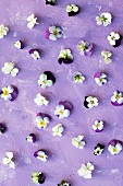Violas on lilac surface
