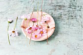 Edible cosmos flowers on plate