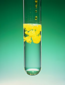 Chemical reaction in test tube