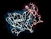 Thymidylate synthase enzyme
