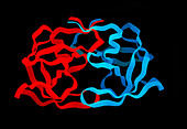 Protease enzyme
