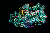 Molecular graphics of bradykinin