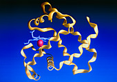 Haem group in myoglobin protein molecule