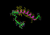 Molecular model of Ameloid Plaque