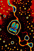 Coloured TEM of Pseudomonas sp. bacteria
