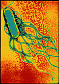 Salmonella bacterium