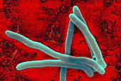 Mycobacterium smegmatis bacteria,SEM