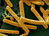 Lactobacilli in corn silage