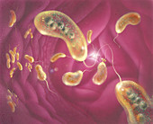 Vibrio cholerae