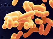 Bifidobacterium adolescentis