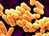 Lactobacillus fermentum