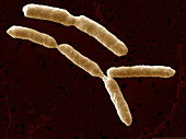 Yersinia enterocolitica Bacteria