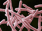 Yersinia enterocolitica Bacteria