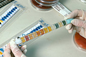 E-tube for bacilli