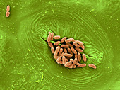 SEM of E. coli bacteria on Lettuce