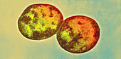 Section of Streptococcus faecalls