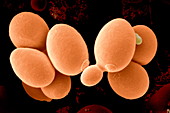 Yeast cells,SEM