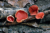 Scarlet Cup Fungus