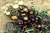 'Fungi on elephant dung,Malaysia'