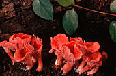 Cinnabar Chantarelle