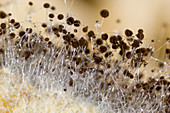 Bread mold fungus (Rhizopus nigricans)