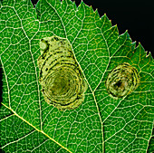 Insect-damaged leaf