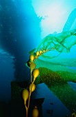 Giant kelp