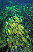 Kelp Habitat