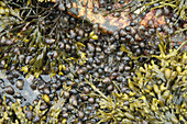 Tidal Pool with Rockweed