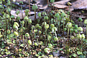 Common Liverwort