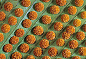 Fern Sporangia,Costa Rica