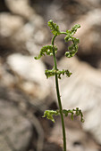 Young Fern Frond