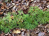 Running Ground Pine