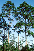 Slash Pines